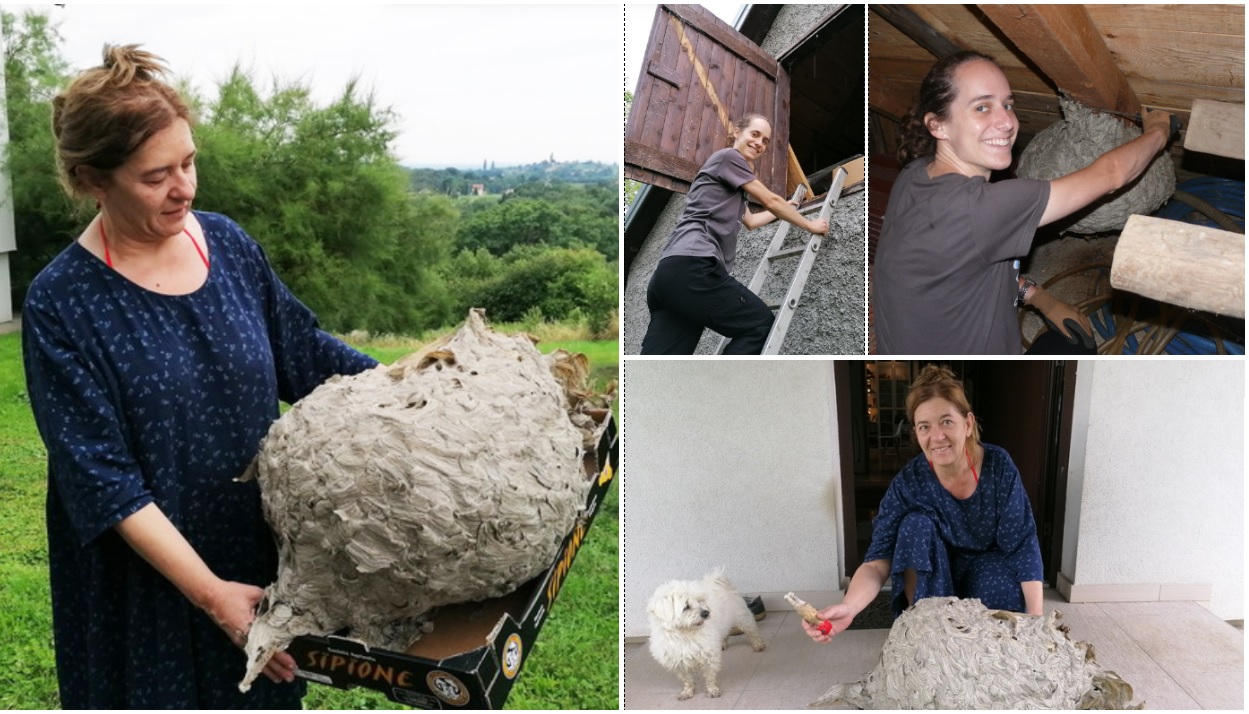 PRIČA IZ VUČETINCA Ogromno stršljenovo gnijezdo više ne prijeti obitelji Blanke Janušić Klaić!
