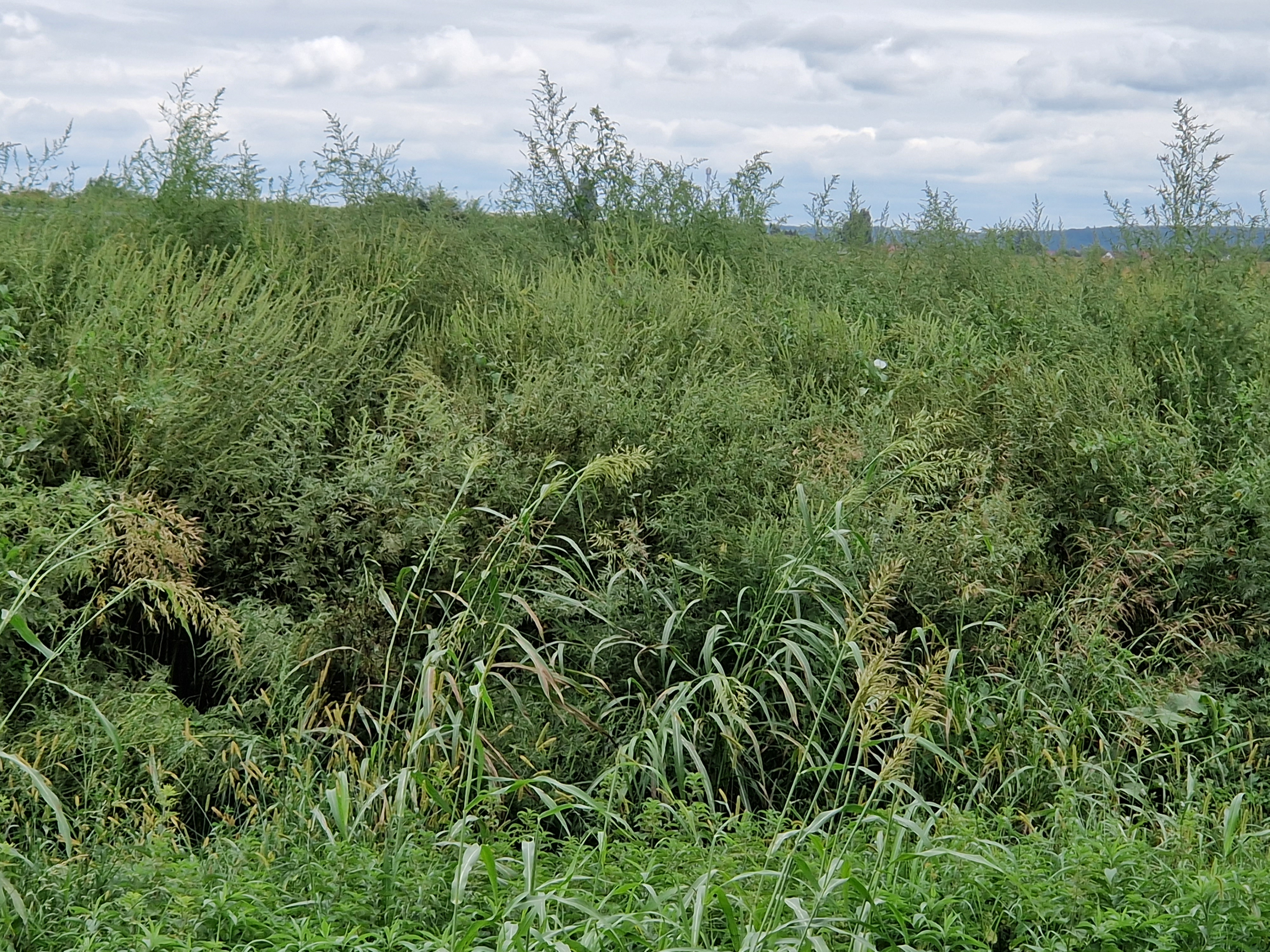 DONJI VIDOVEC ‘Sve je puno ambrozije! Zašto nitko ništa ne poduzima!?’