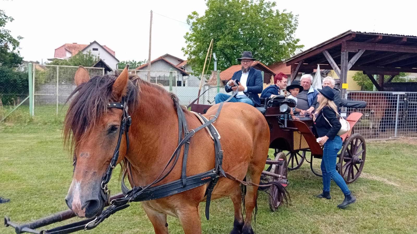 PREKRASNI SU Izložba međimurskog konja u Nedelišću