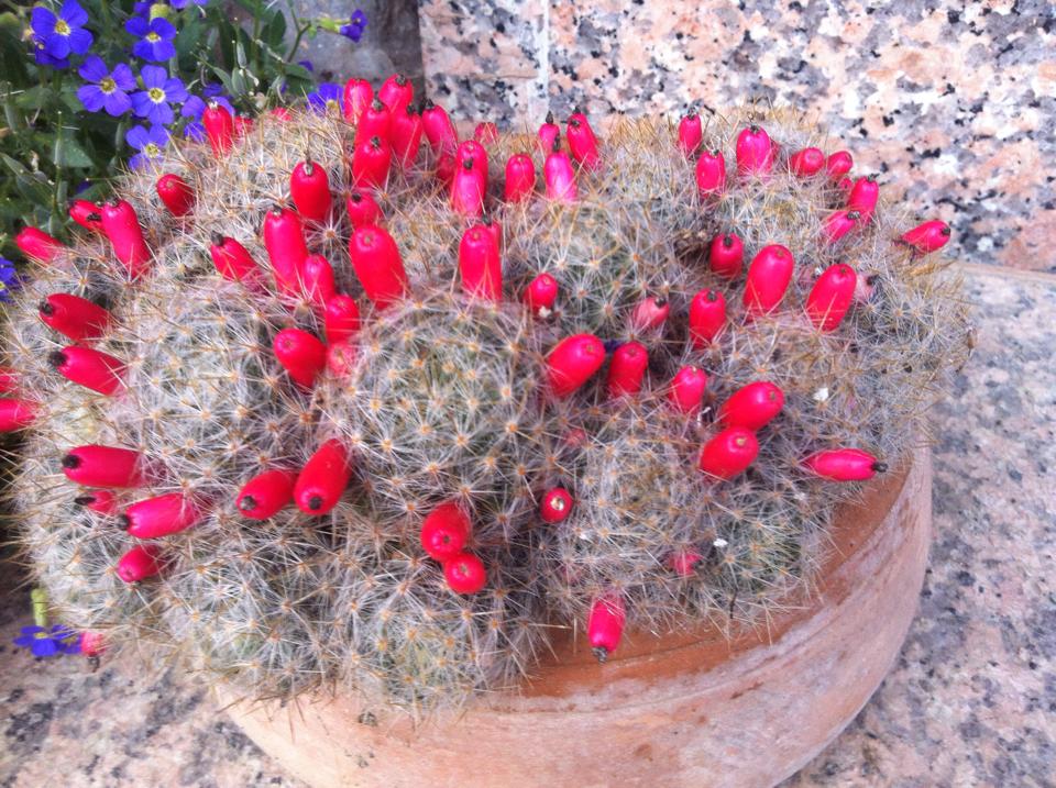 1040857986913428984431556500523