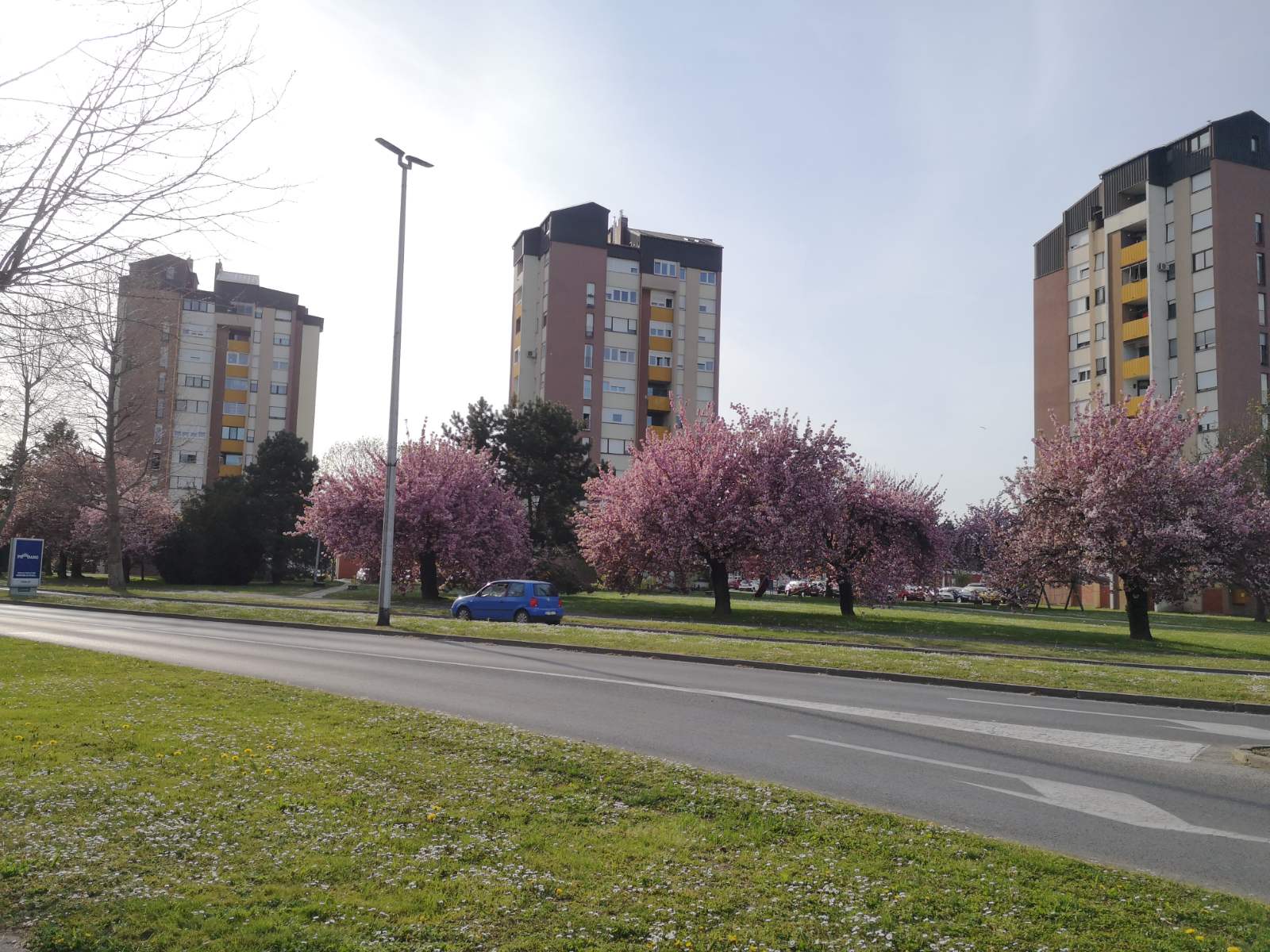 Procvale japanske trešnje mame poglede građana u Čakovcu