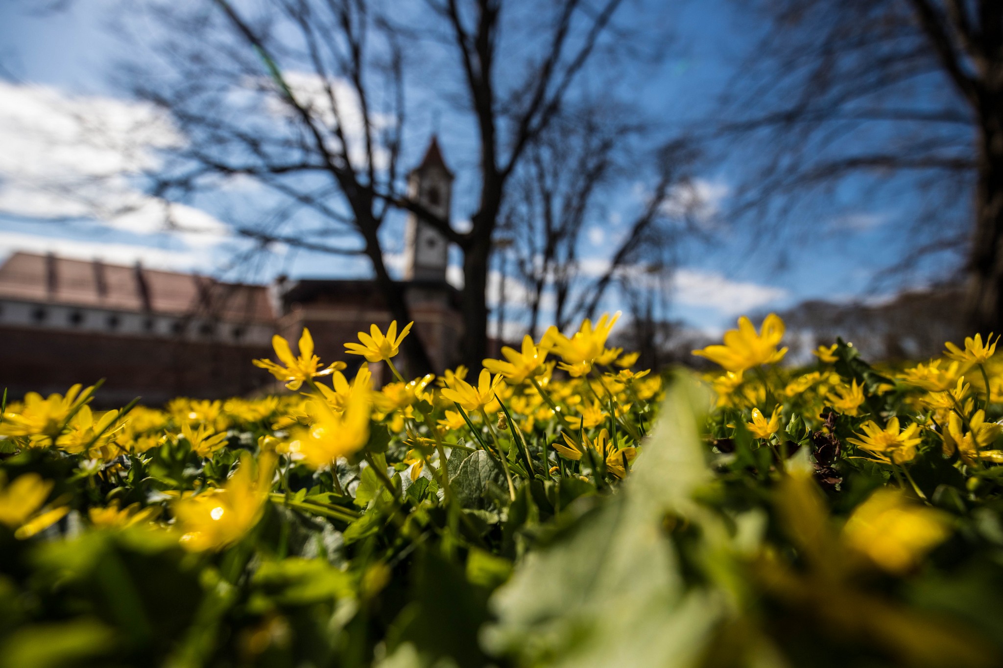 Proljetna cvjetna rapsodija u Međimurju iz objektiva Miroslave Novak Hranjec