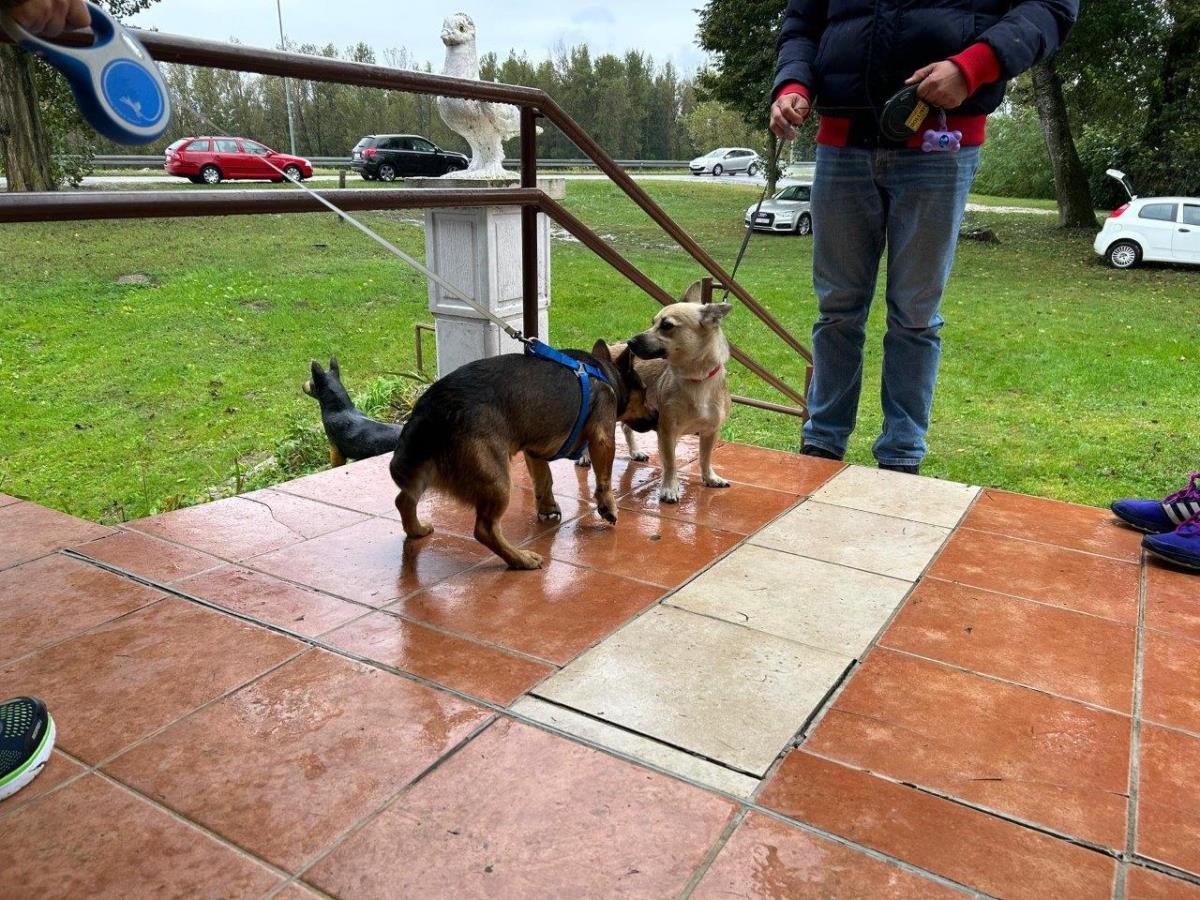 FOTO Održan 32. uzgojni pregled i smotra malog međimurskog psa u Donjoj Dubravi