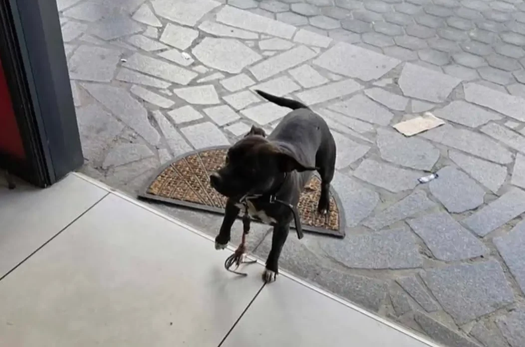 Izgubljen pas u Domašincu