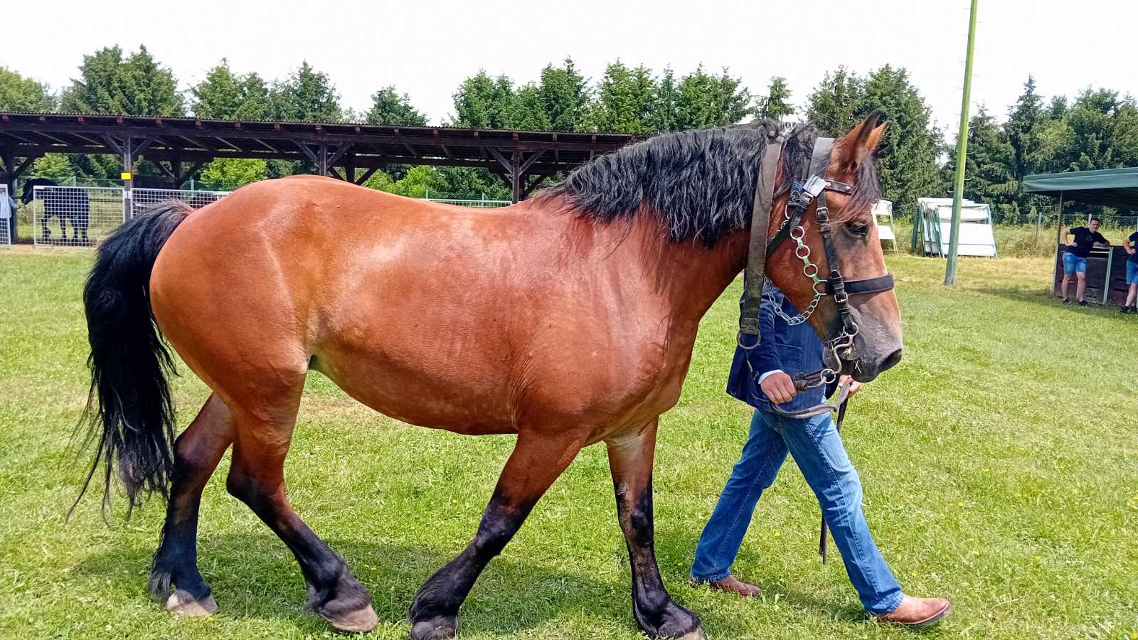 PREKRASNI SU Izložba međimurskog konja u Nedelišću