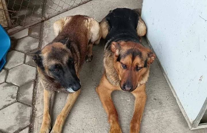 izgubljeni psi, belica