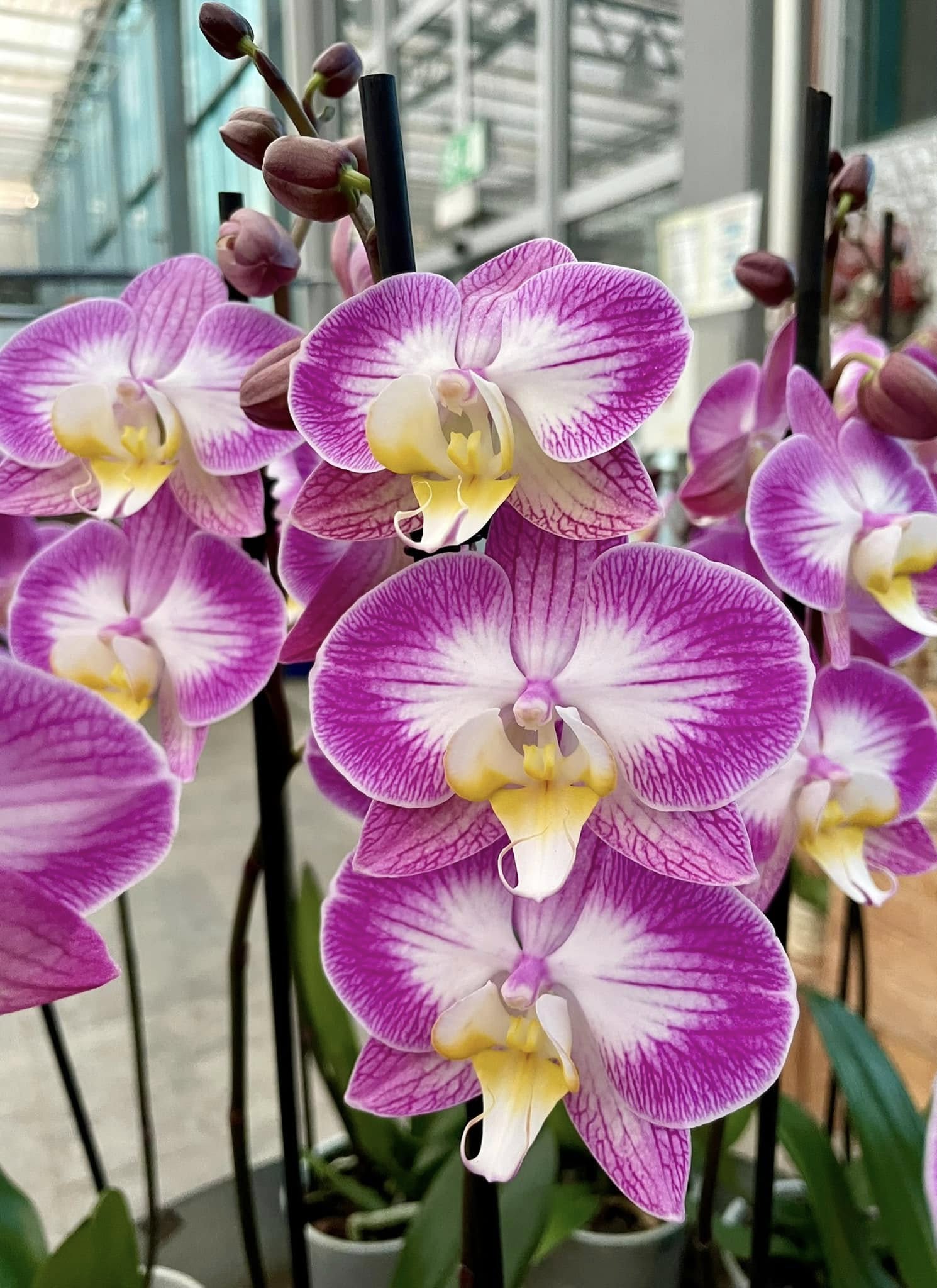 480961937_1605089706807157_334683249468384015_n