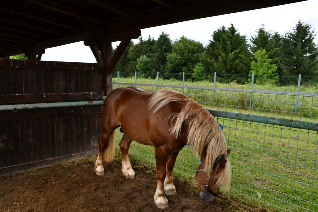 VIDEO I FOTO Međimurska škrinjica pokazala svo bogatstvo kraja med Murom i Dravom