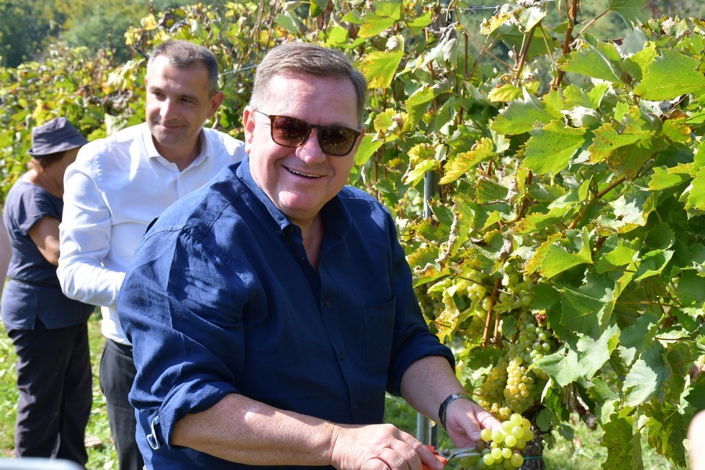 Vinarija Horvat, berba