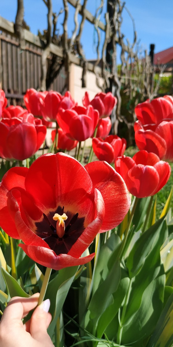 Dvorište Maje Mlakar