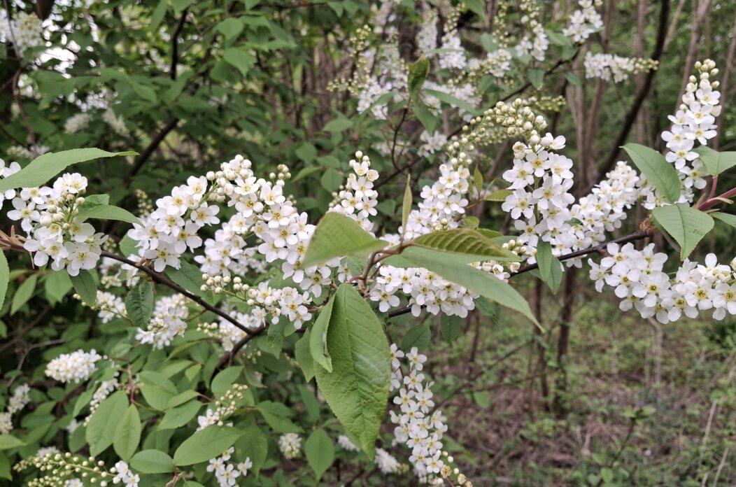 492541307_1213898700736139_4006912631014599244_n