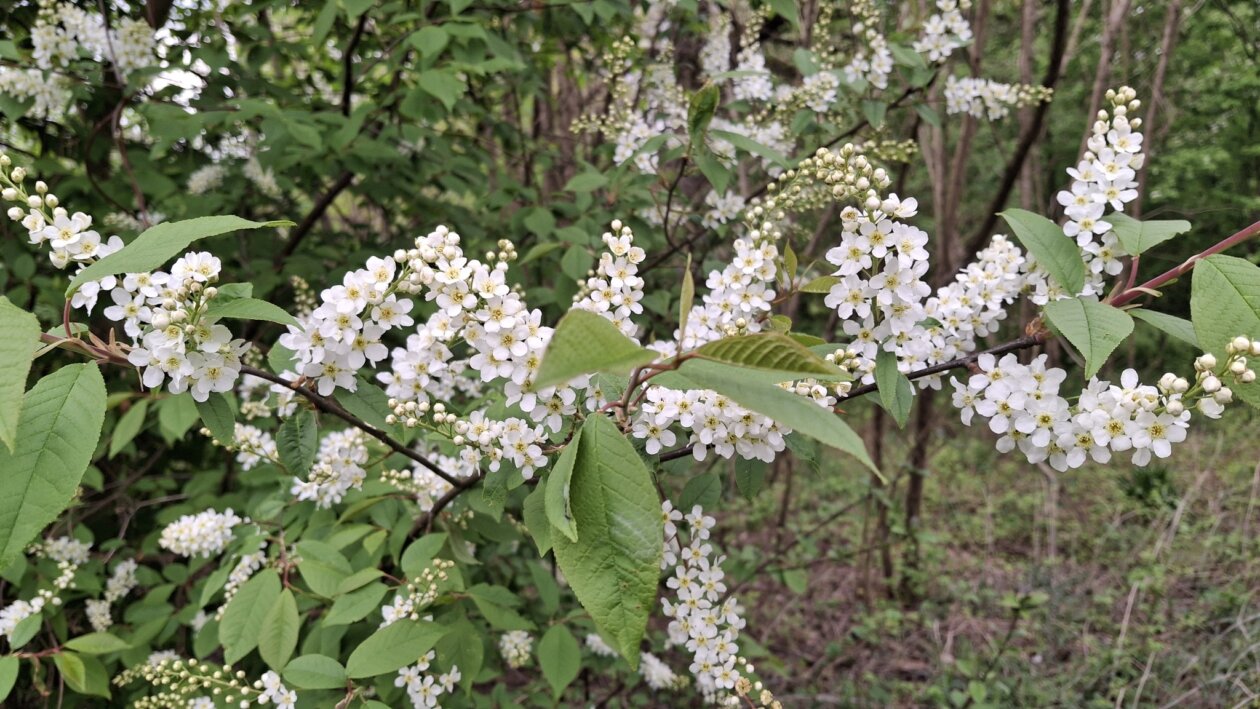 492541307_1213898700736139_4006912631014599244_n