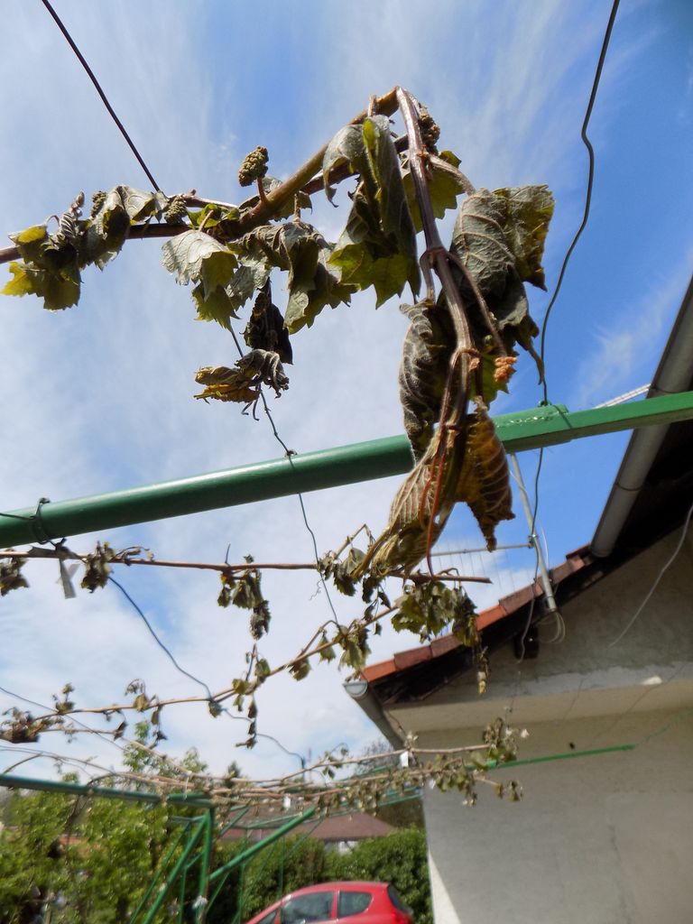 dscn1908864876579378