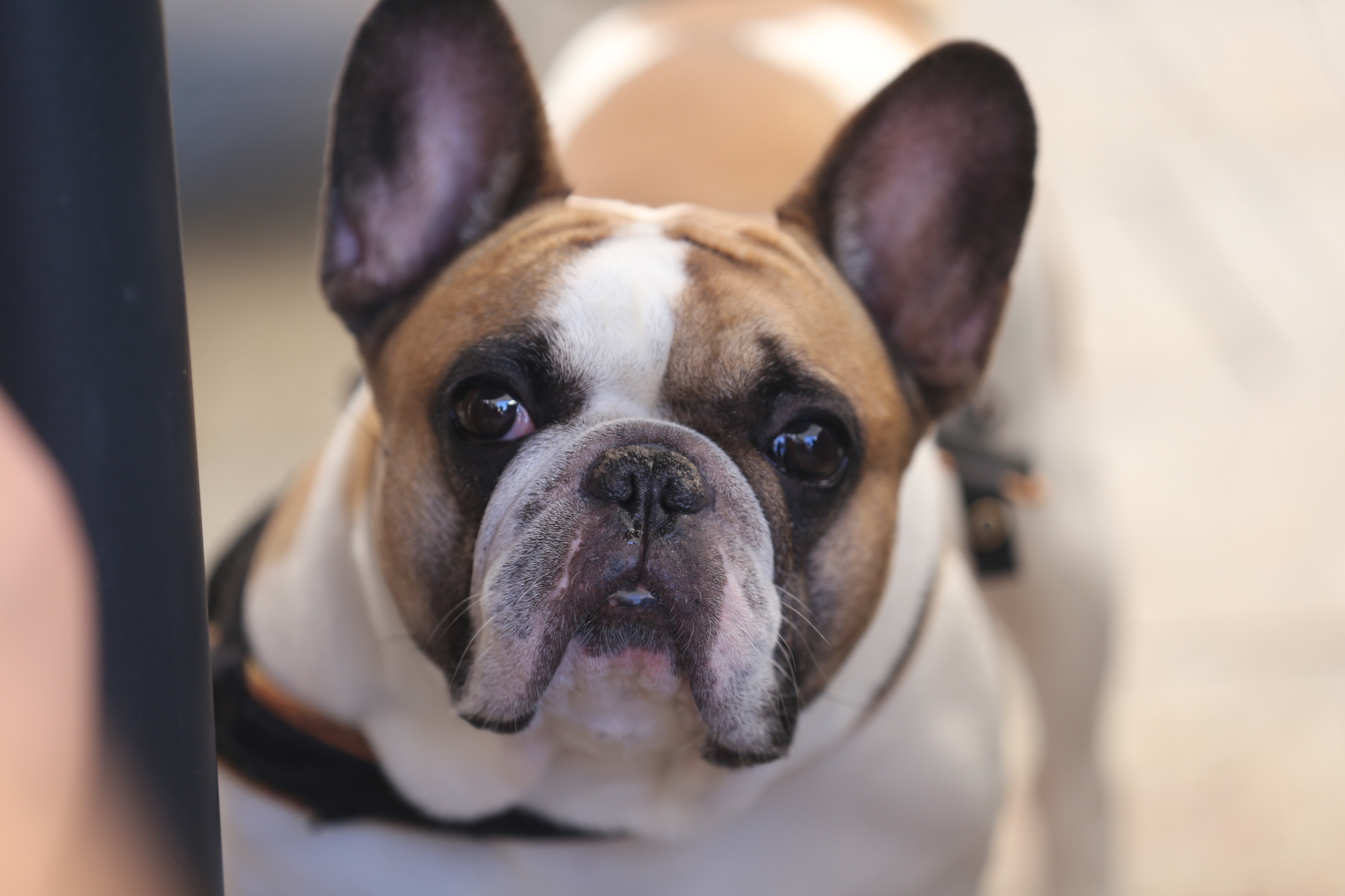 KLIKOM PO ČAKOVCU Prva rujanska subota izmamila vesele šetače na čakovečku ‘špicu’