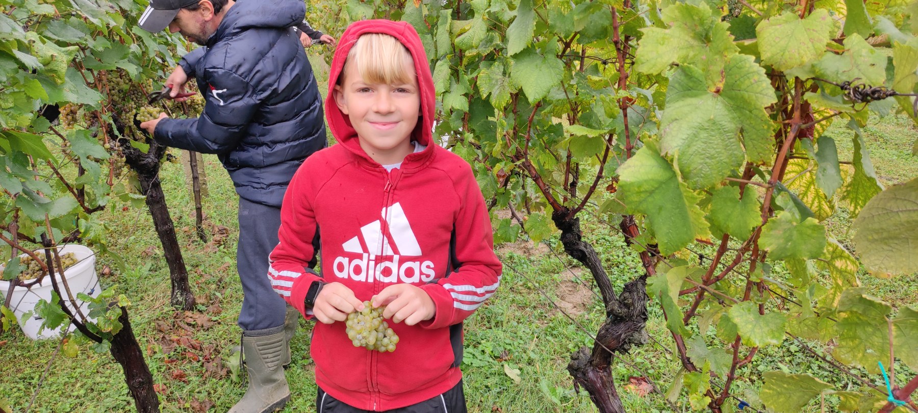 Berba kod obitelji Tomašić