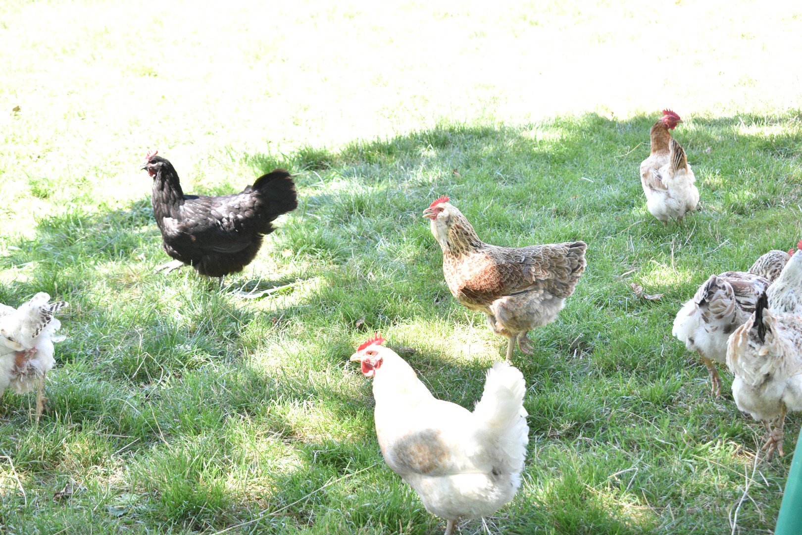 PRESELILI SE U DONJI KRALJEVEC Iz Zagreba u Međimurje – uzgajati koze!