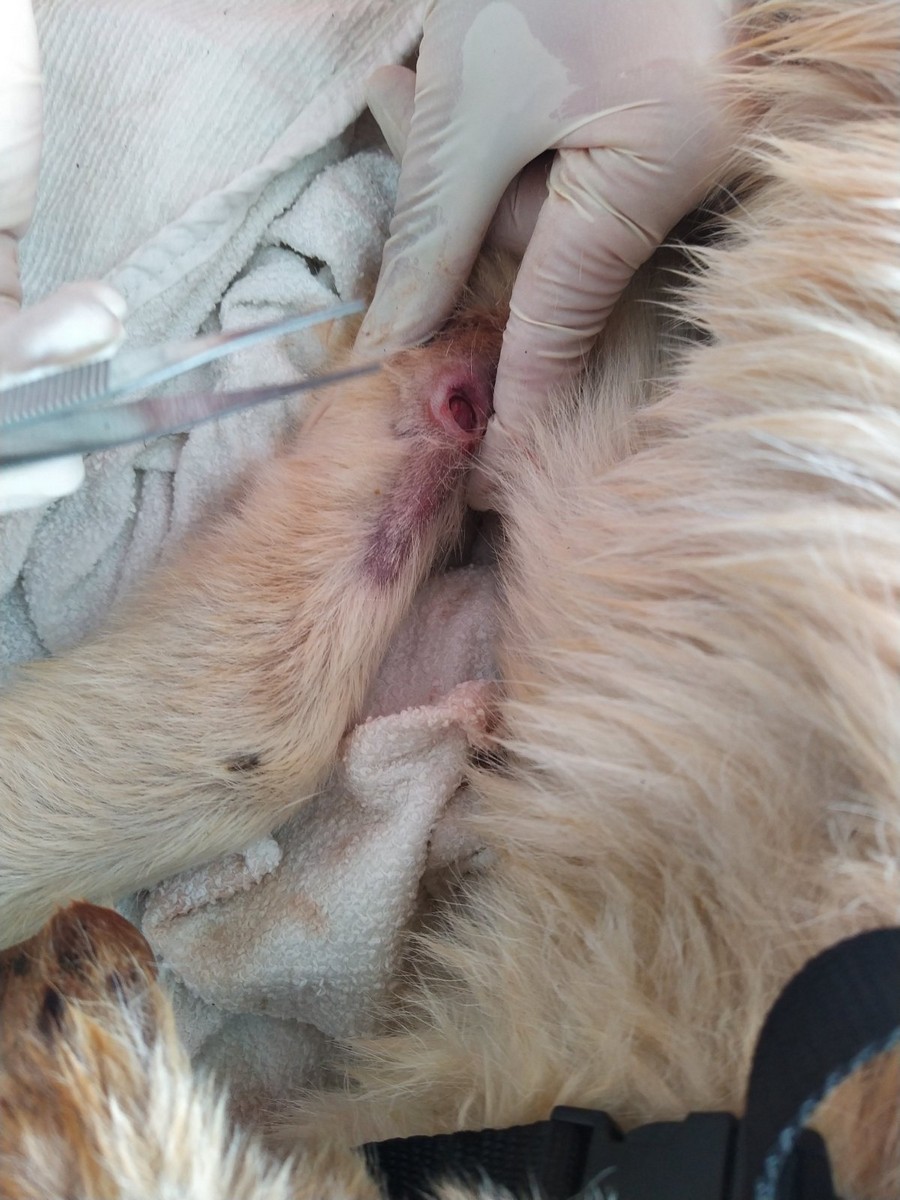 UZNEMIRUJUĆE FOTOGRAFIJE ‘Dokle će trajati patnja pasa u romskim naseljima Međimurja?’