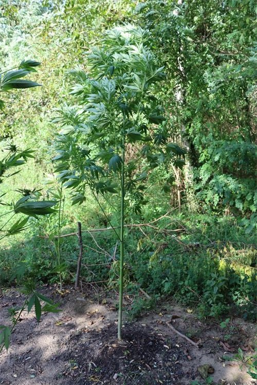 PEKLENICA 36-godišnjak kod kuće uzgajao marihuanu, policija ga kazneno prijavila