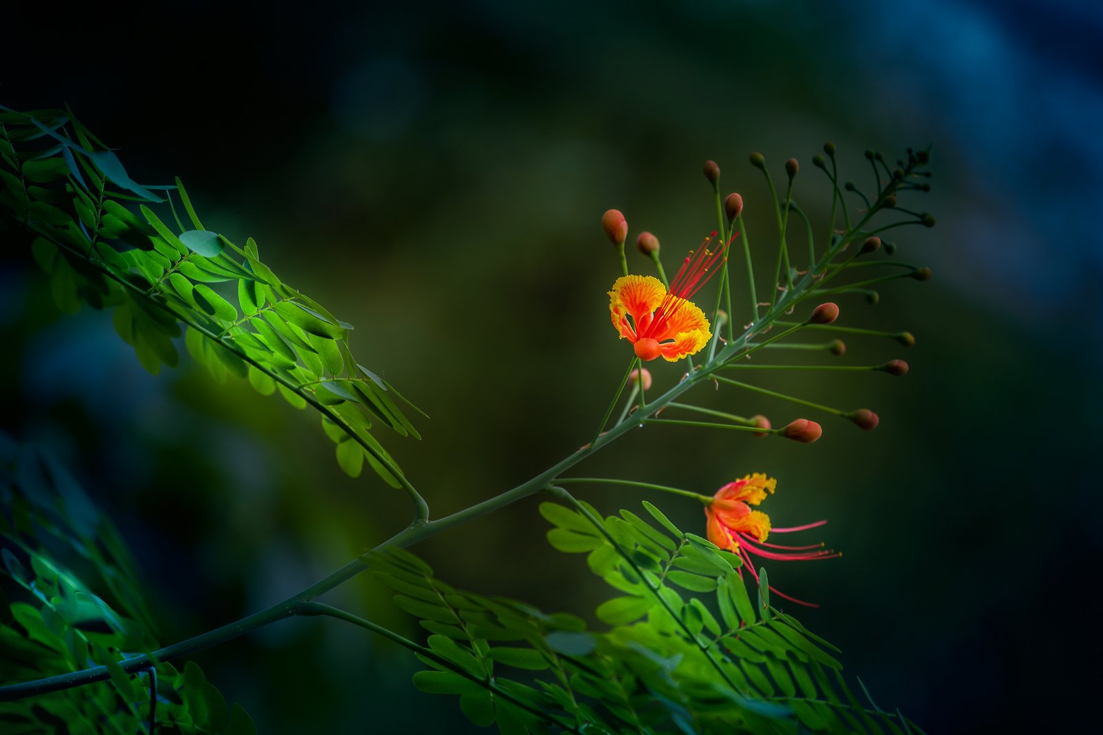 Image 5818411 (auto)