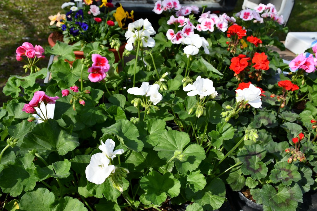 S dolaskom proljeća i toplijih dana živnuo je i čakovečki sajam