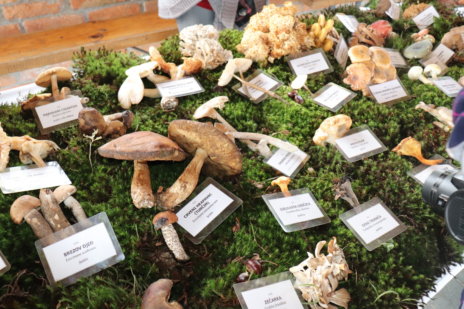 U Goričanu održana Gljivarijada