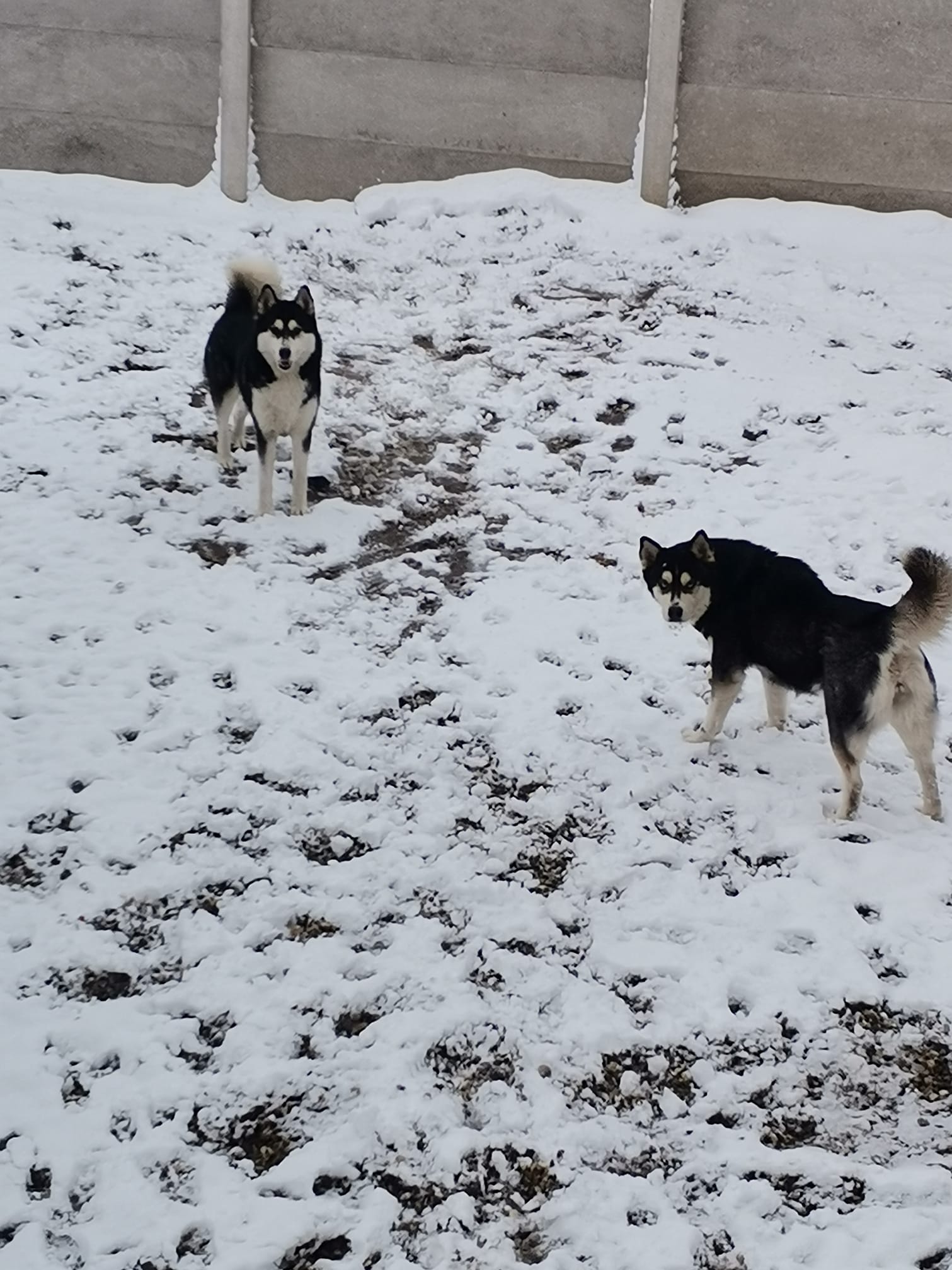 Kućni ljubimci vole snijeg