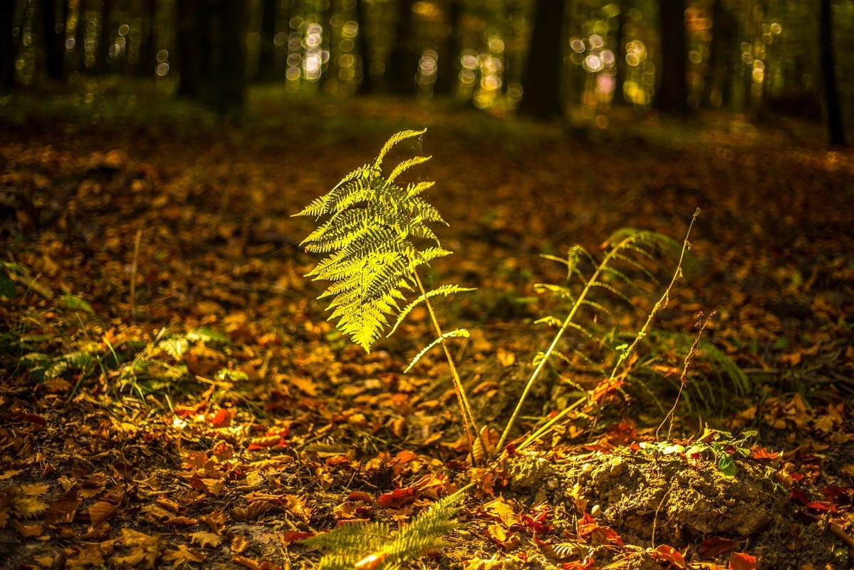 Jesenska rapsodija kroz objektiv Miroslave Novak