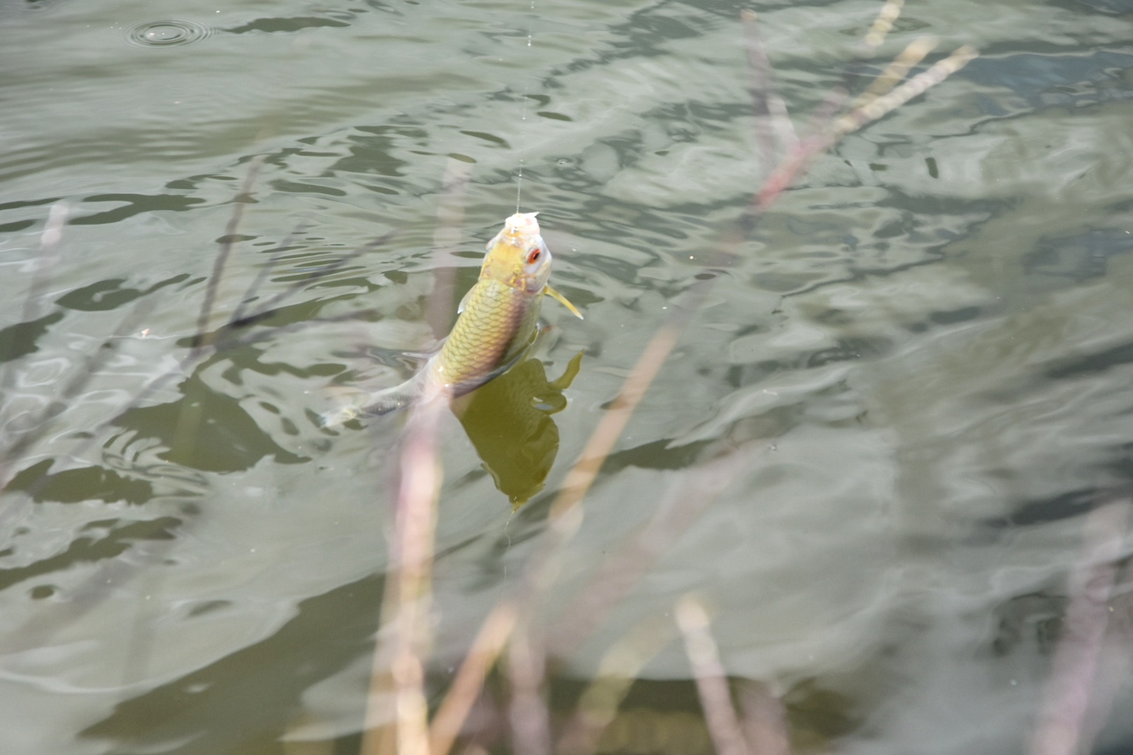 FOTO Na društvenom natjecanju u ribolovu pobijedio Tomislav Filipović s 2,86 kilograma ribe