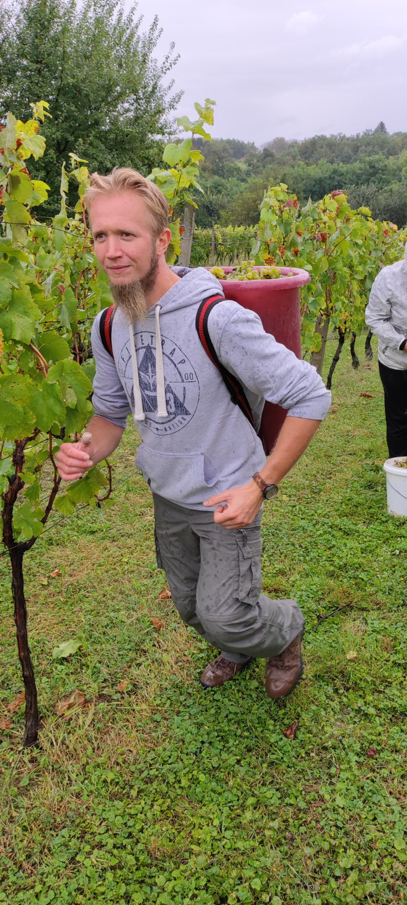 Berba kod obitelji Tomašić