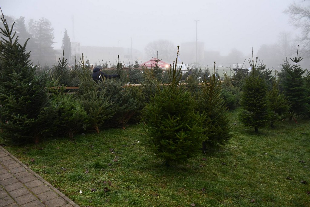 Ponuda božićnih drvaca