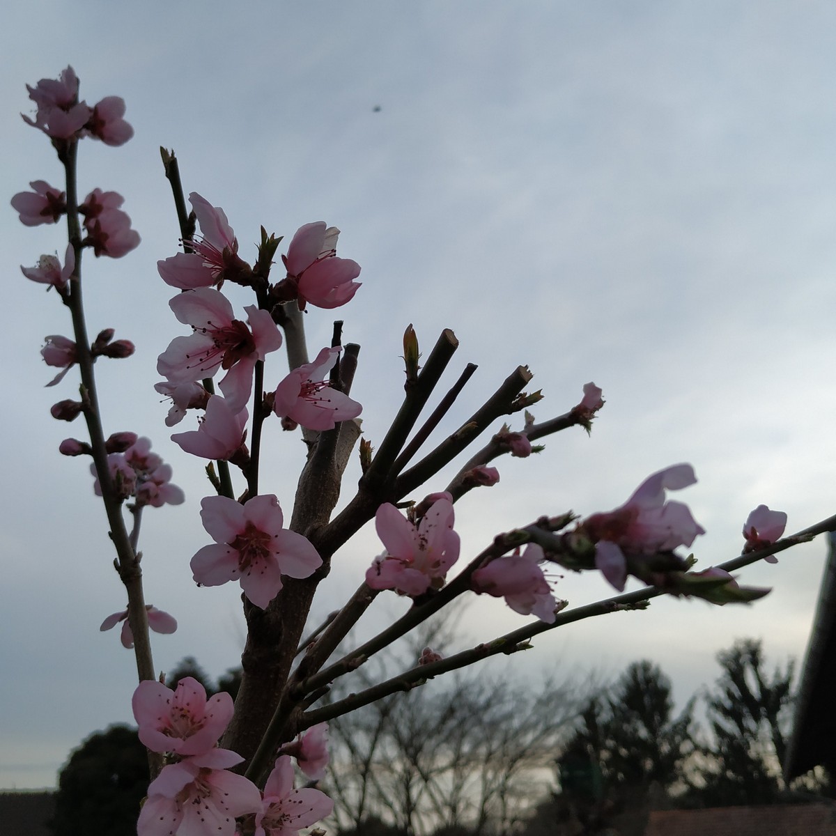 Dvorište Maje Mlakar