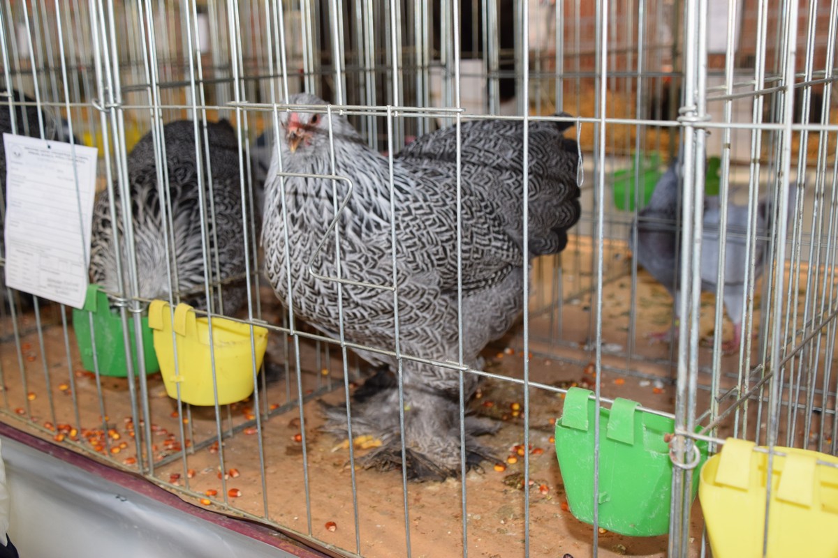 DONJA DUBRAVA Brojni posjetitelji razgledali rekordan broj eksponata na Državnoj izložbi malih životinja DONJA DUBRAVA Brojni posjetitelji razgledali rekordan broj eksponata na Državnoj izložbi malih životinja