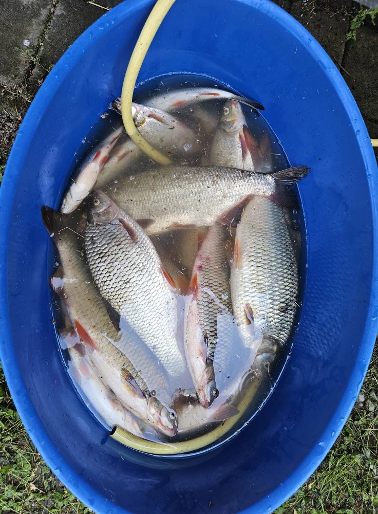 ŠRD mrena donji vidovec ŠRD mrena donji vidovec