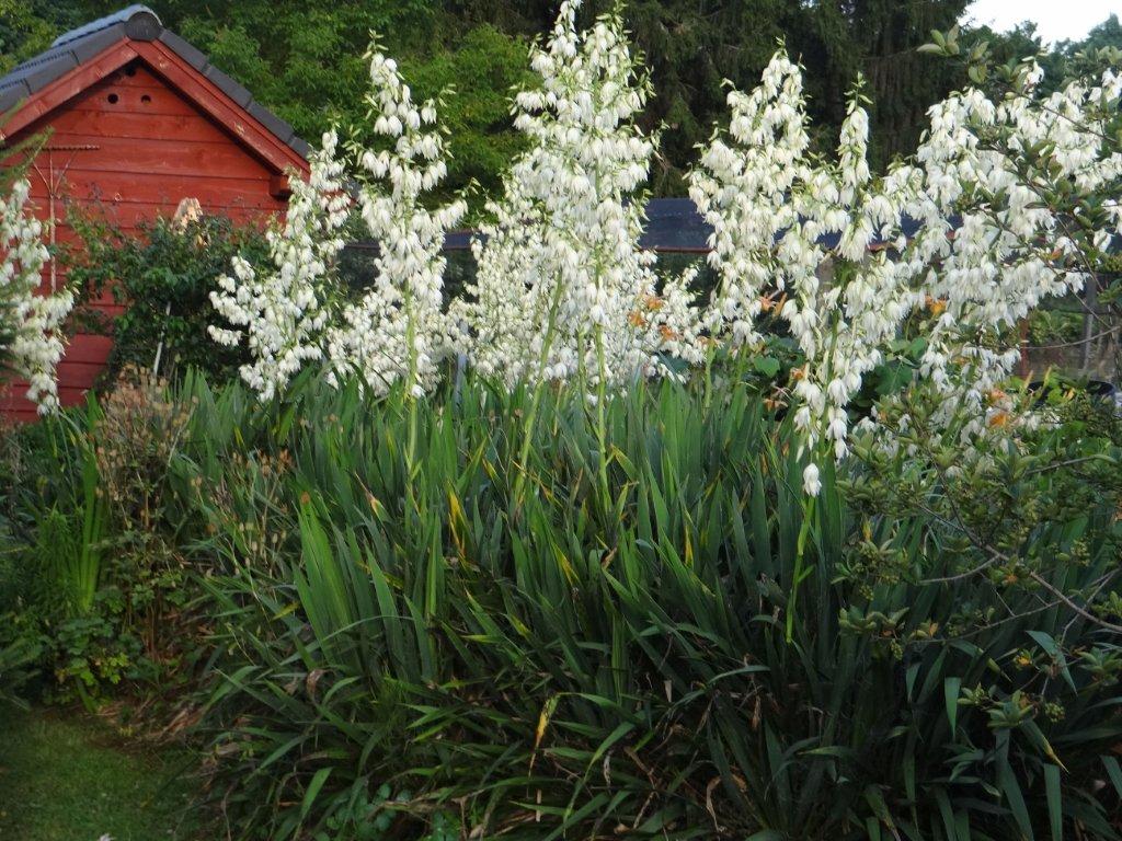 Biljno carstvo Vanje i Alena u Šenkovcu: Njihov vrt ‘Četiri godišnja doba’ mami poglede