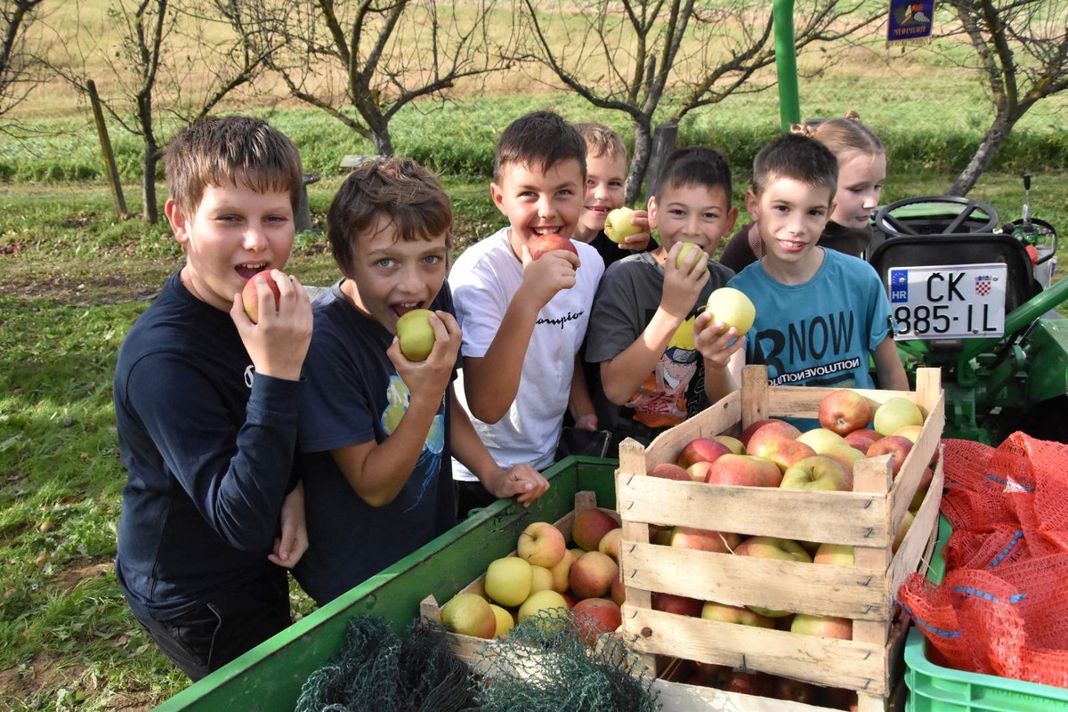 FOTO Ukusne i zdrave jabuke, zakuska i zabavni program za posjetitelje Izložbe starih i novijih sorti jabuka FOTO Ukusne i zdrave jabuke, zakuska i zabavni program za posjetitelje Izložbe starih i novijih sorti jabuka