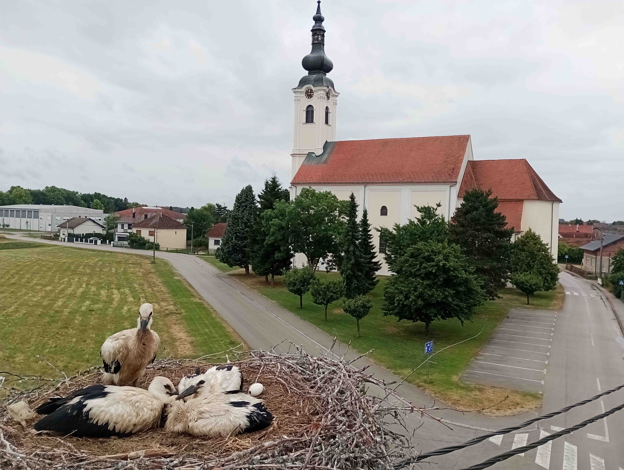prstenovanje roda prstenovanje roda