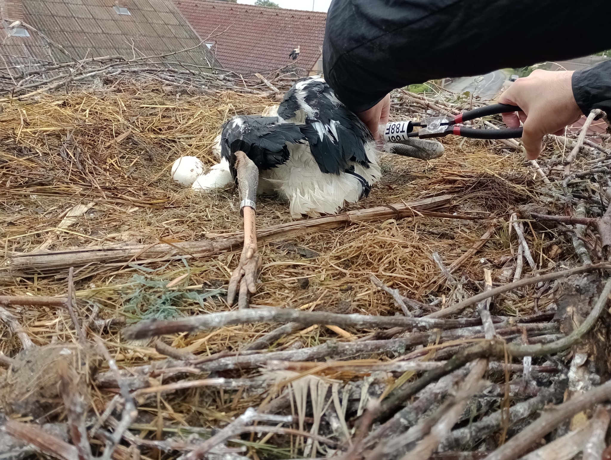 prstenovanje roda prstenovanje roda