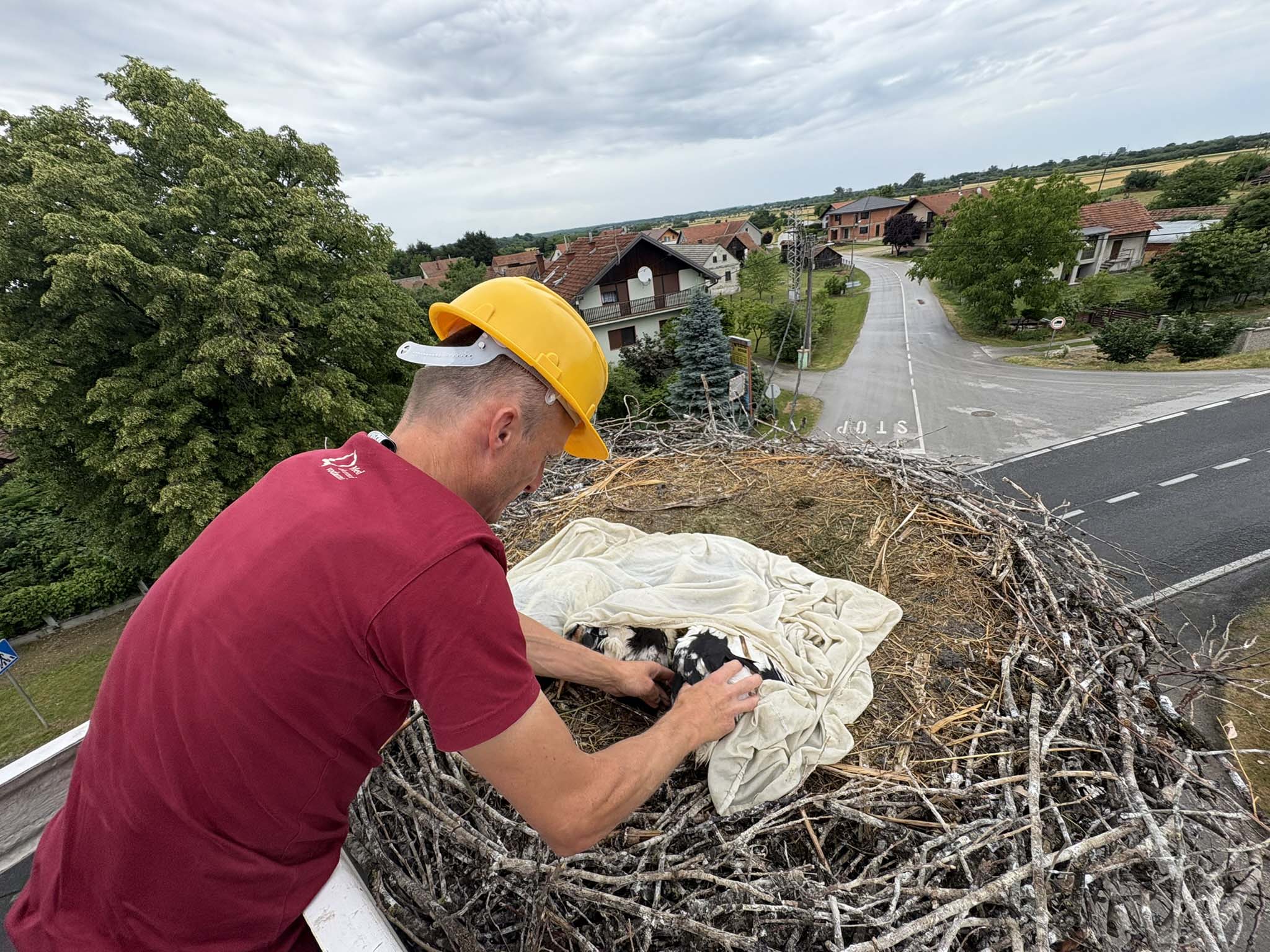 prstenovanje roda prstenovanje roda