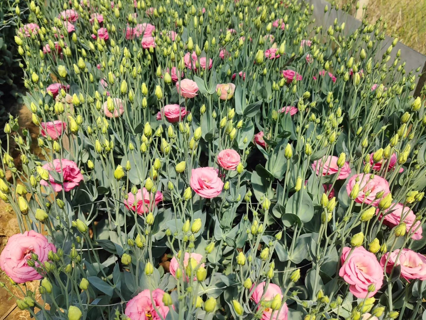 cvijeće opg lizijantus cvijeće opg lizijantus