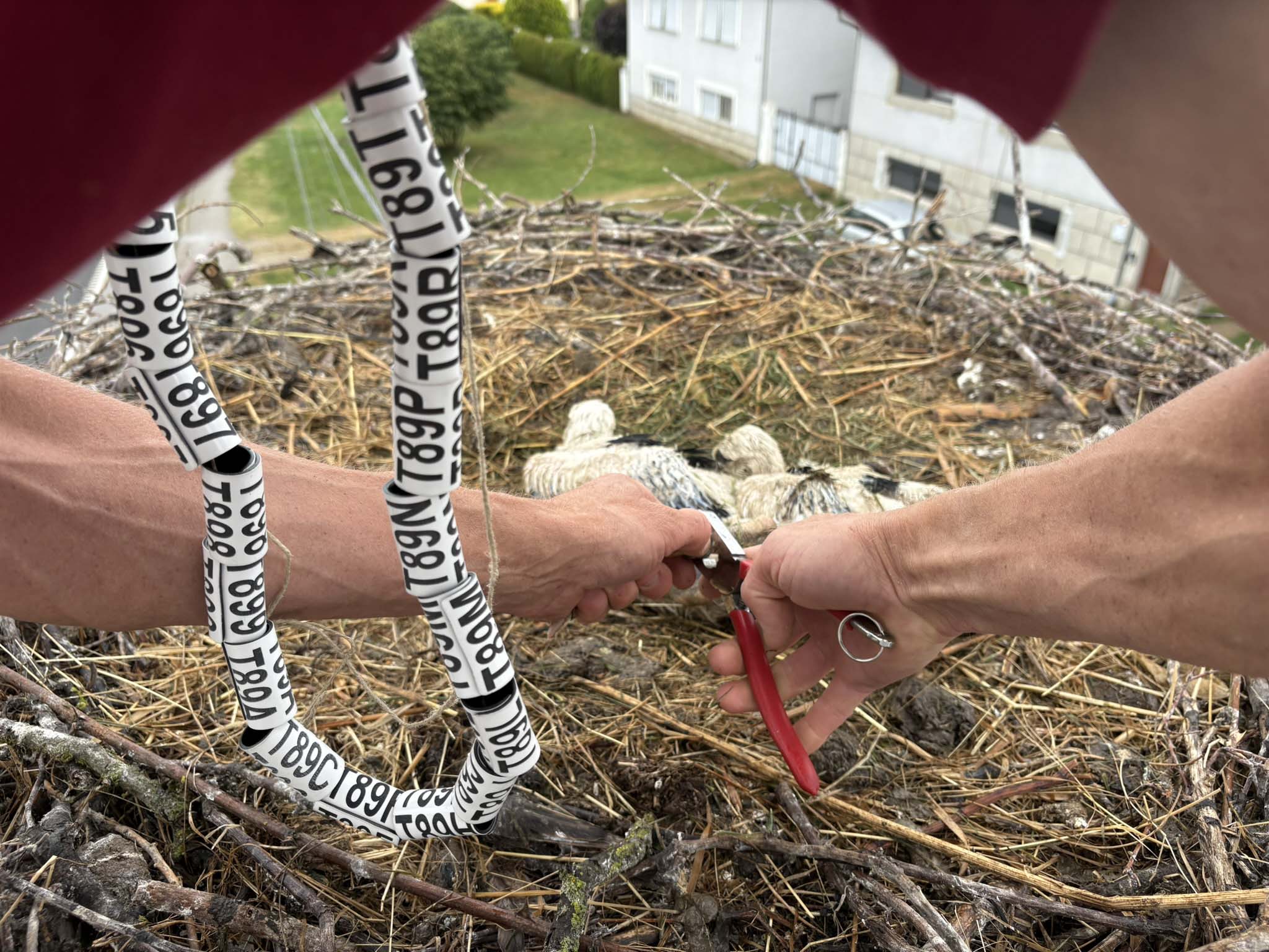 prstenovanje roda prstenovanje roda