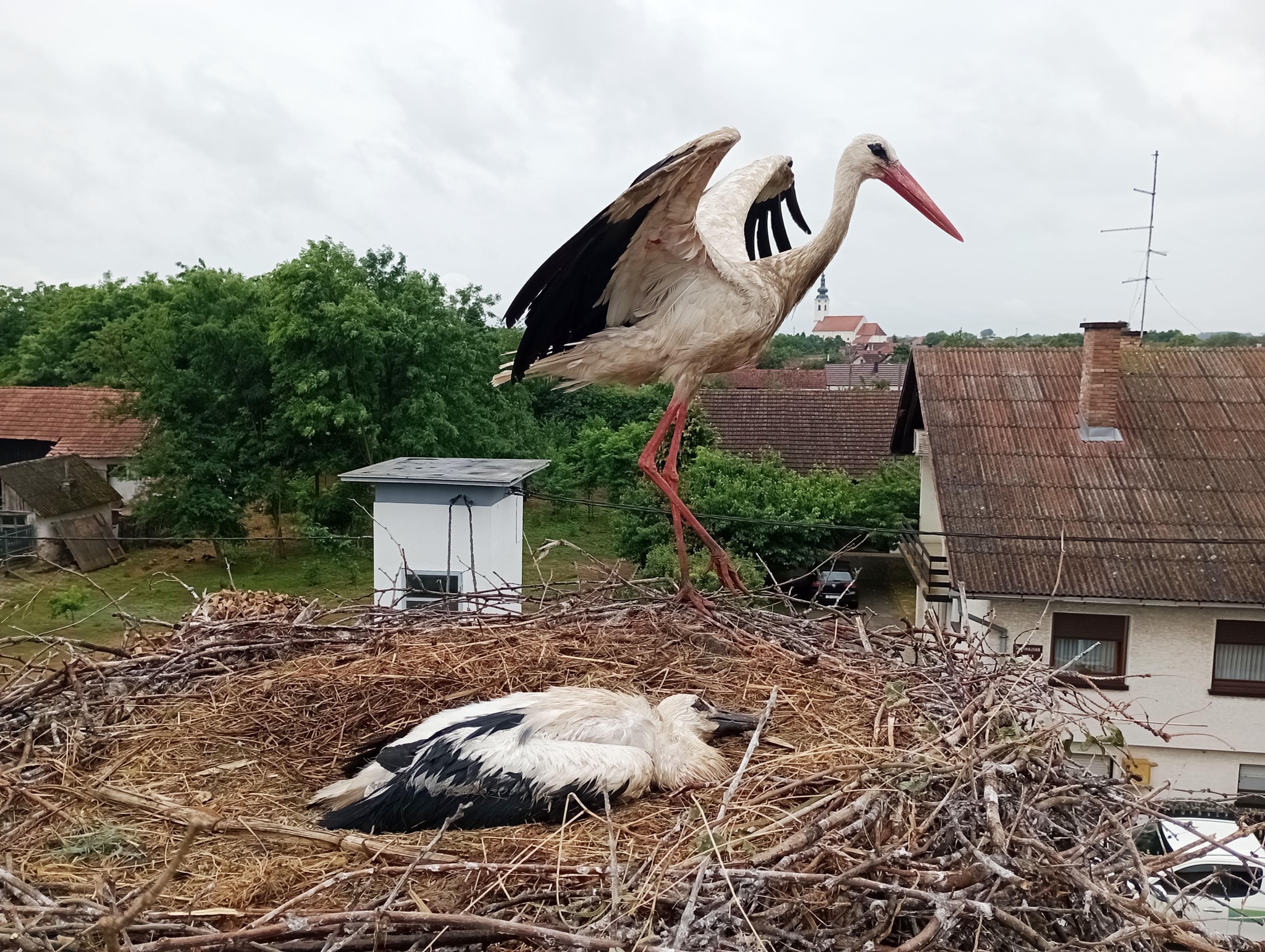 prstenovanje roda prstenovanje roda