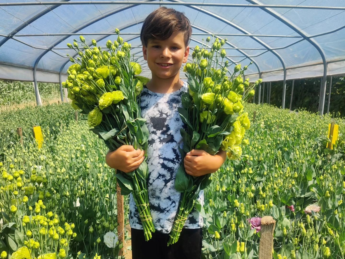 cvijeće opg lizijantus cvijeće opg lizijantus