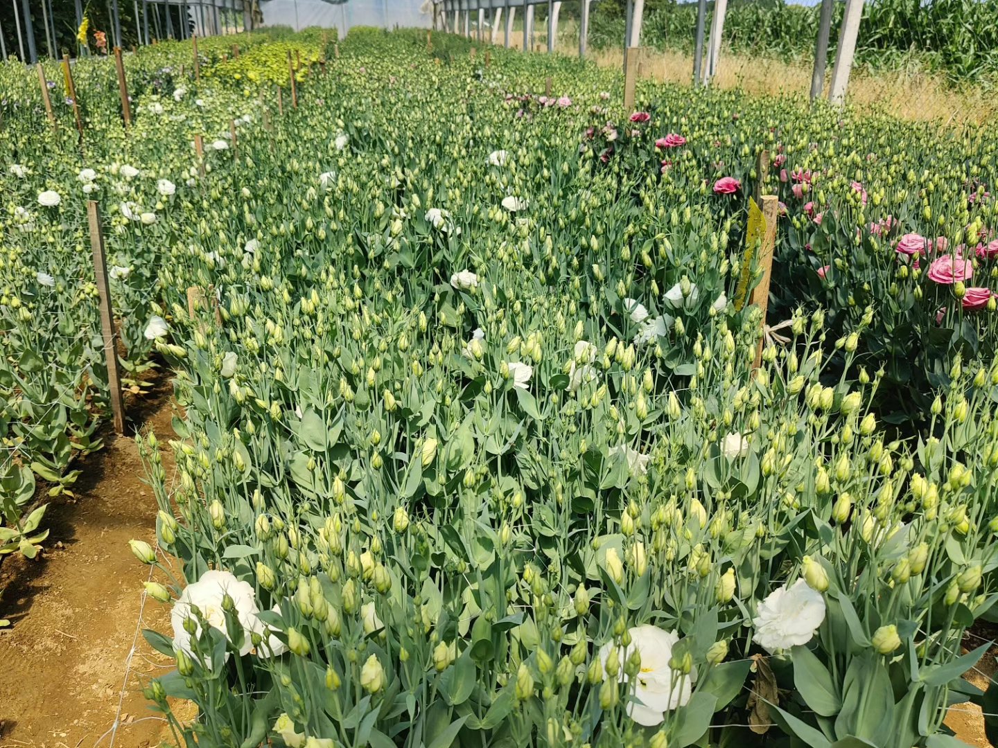 cvijeće opg lizijantus cvijeće opg lizijantus