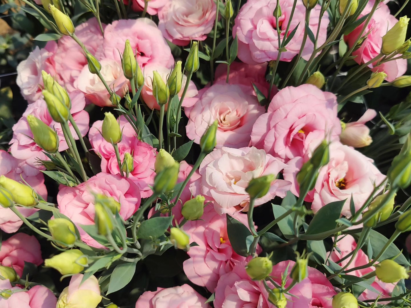 cvijeće opg lizijantus cvijeće opg lizijantus