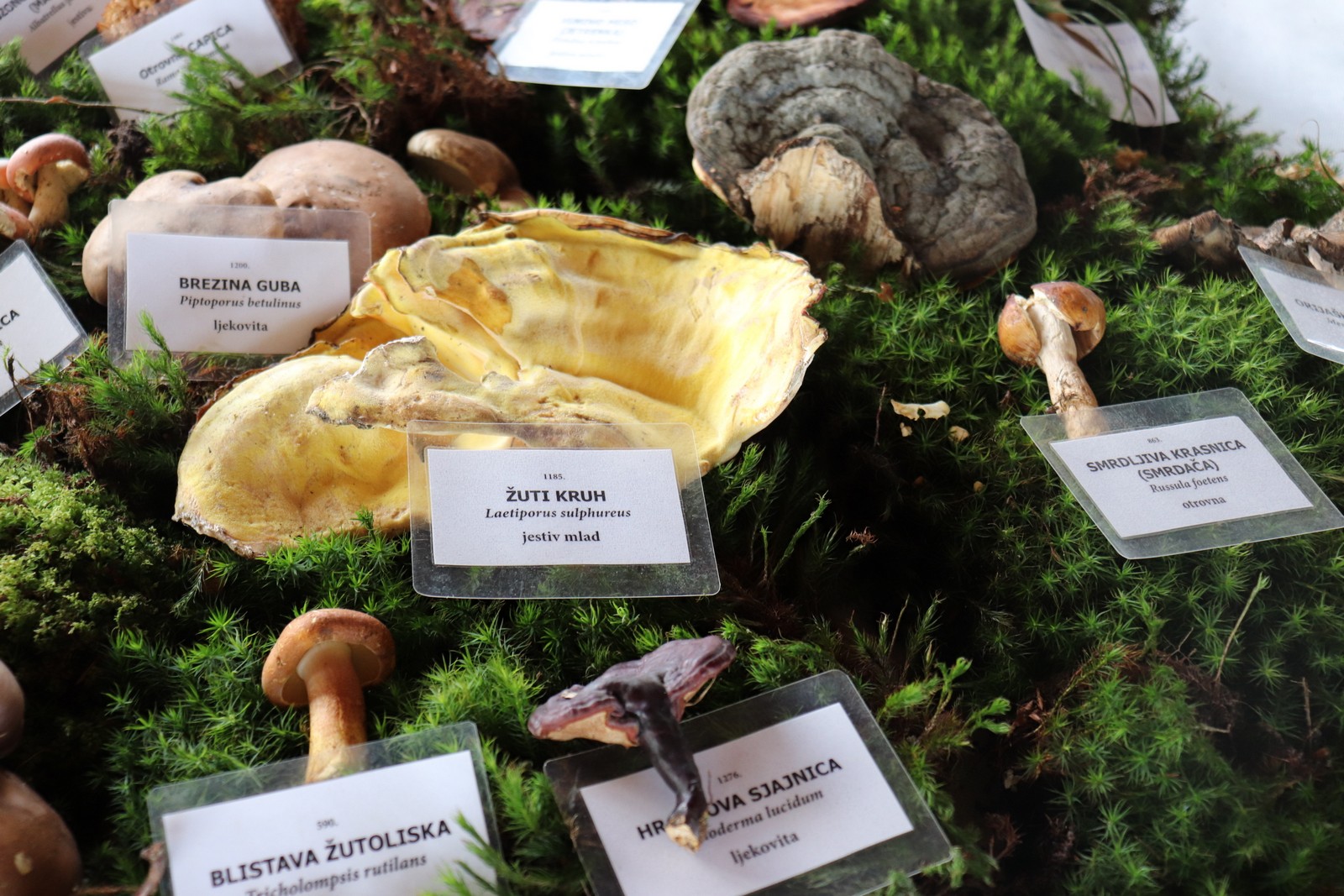 U Goričanu održana Gljivarijada