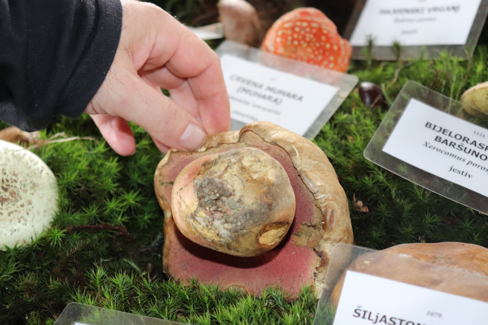 U Goričanu održana Gljivarijada