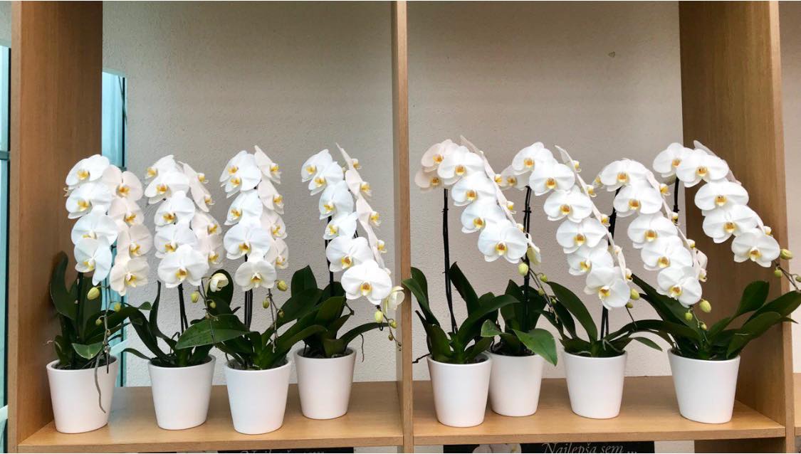 Image 5818475 (auto)