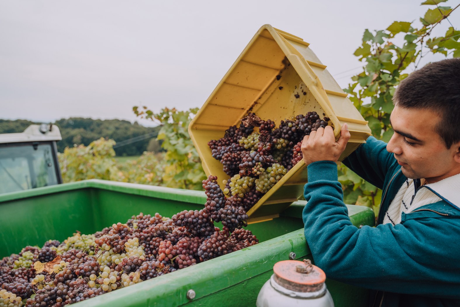 Image 5076582 (auto)