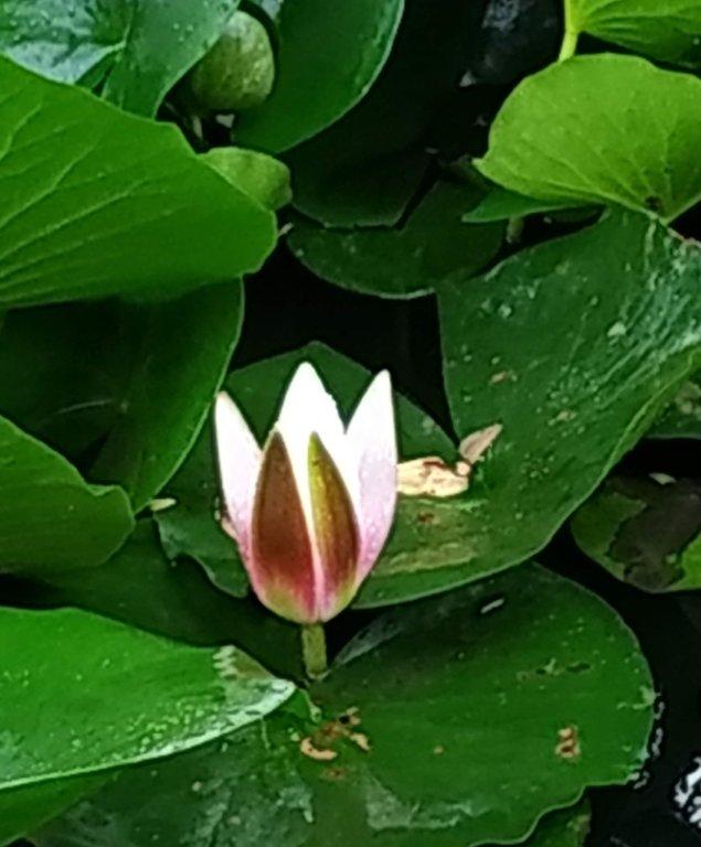 Biljno carstvo Vanje i Alena u Šenkovcu: Njihov vrt ‘Četiri godišnja doba’ mami poglede