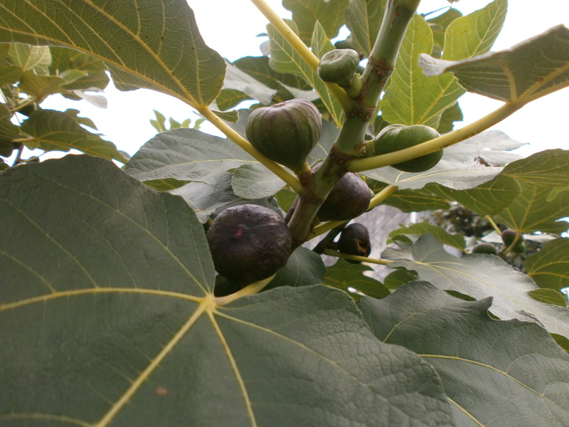 vukanoveckesmokve145730